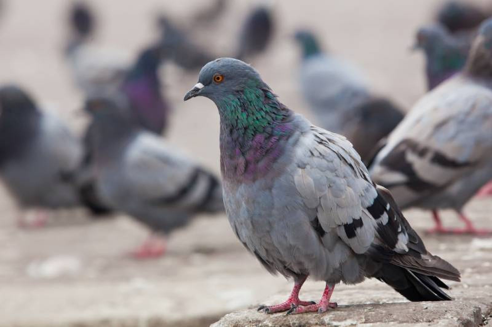 Proporciona a tus palomas una dieta equilibrada basada en granos, como trigo, maíz y semillas. Proporciona a tus palomas una dieta equilibrada basada en granos, como trigo, maíz y semillas.
