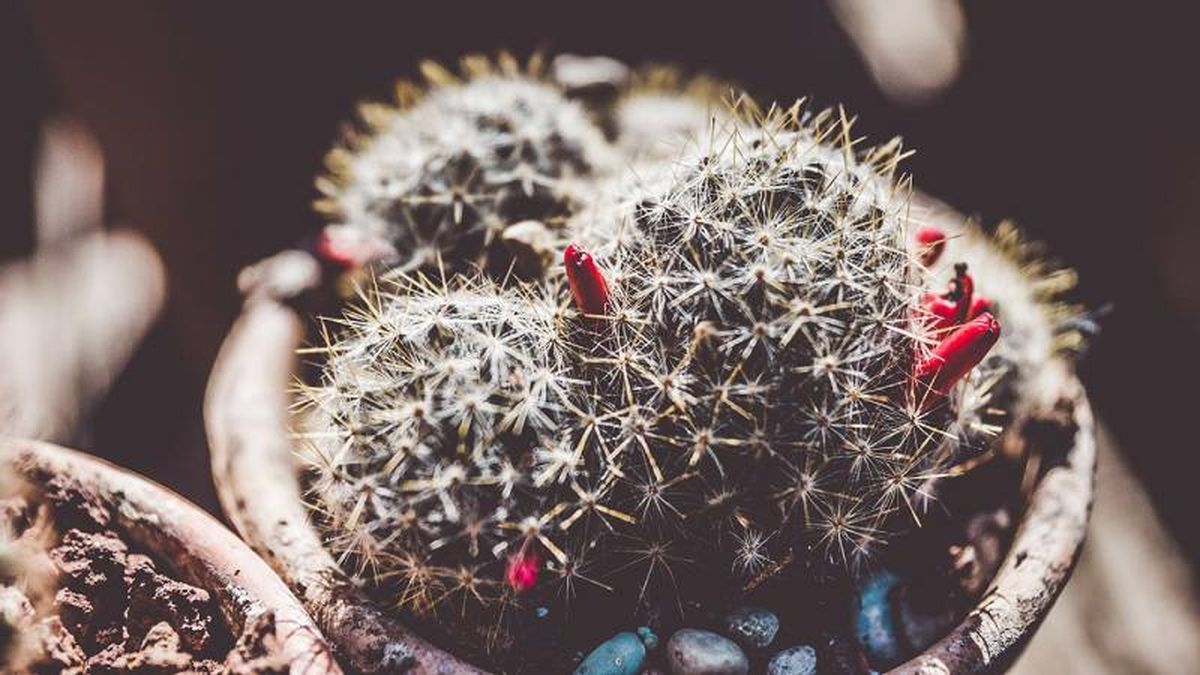 brico 1030 jardin cosecha semillas de cactus fruto