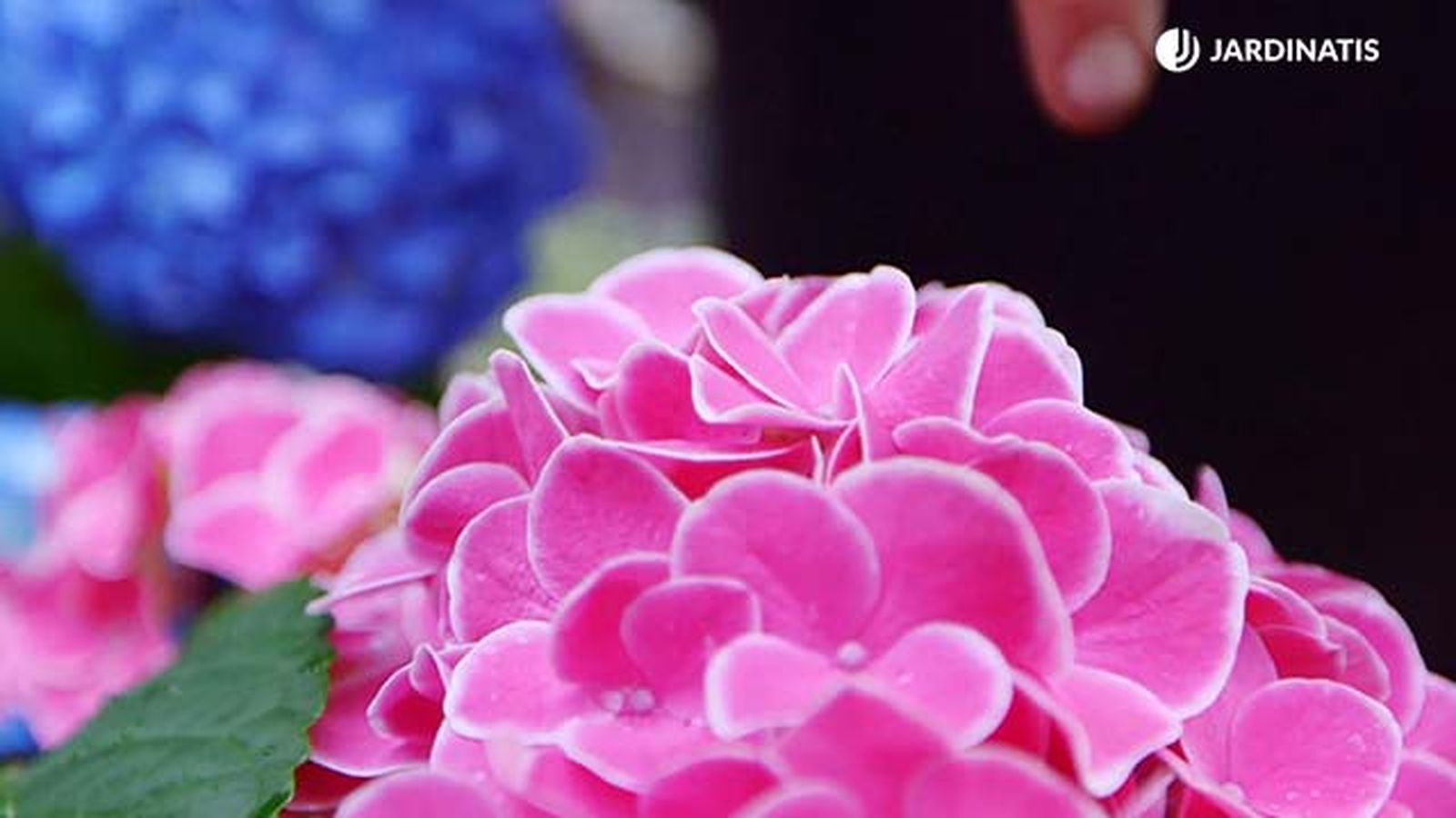 brico 0917 3 potenciar color hortensias variedad rosa brico 0917 3 potenciar color hortensias variedad rosa