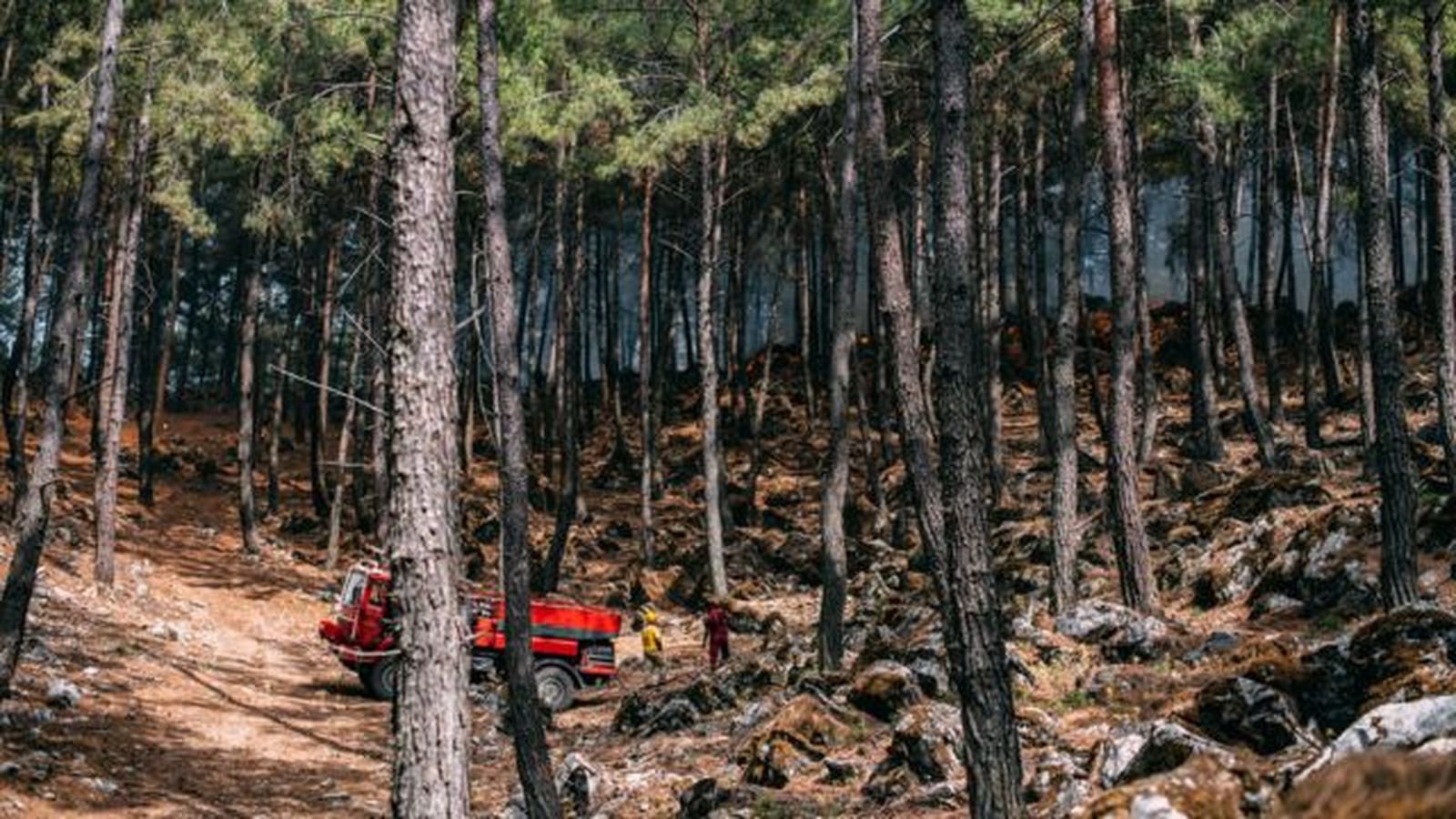 bomberos apagando fuego del bosque bomberos apagando fuego del bosque