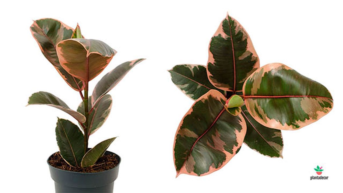 El Ficus Elastica Belize Rubi es un clásico de interior de origen tropical