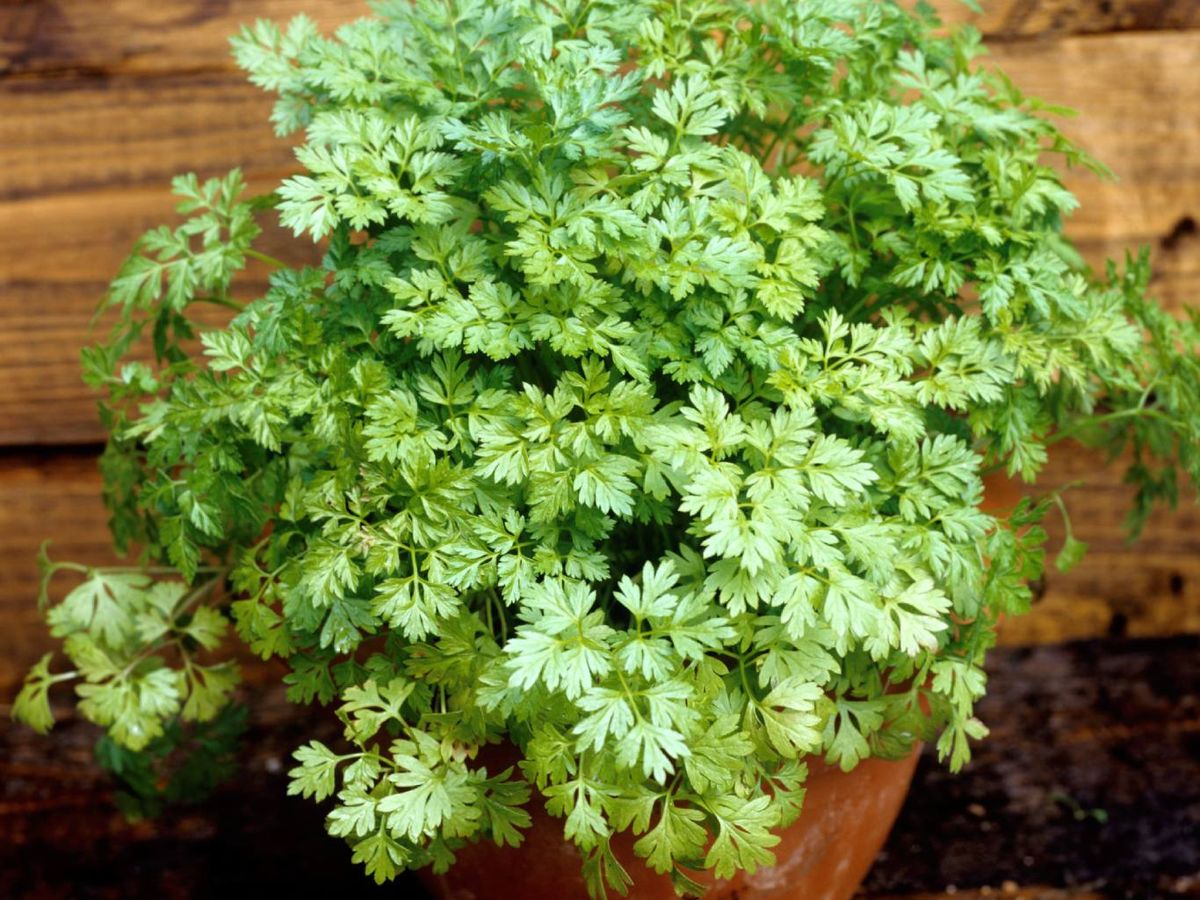 Aunque se parecen en forma, el perifollo es más sutil, anisado y muy aromático