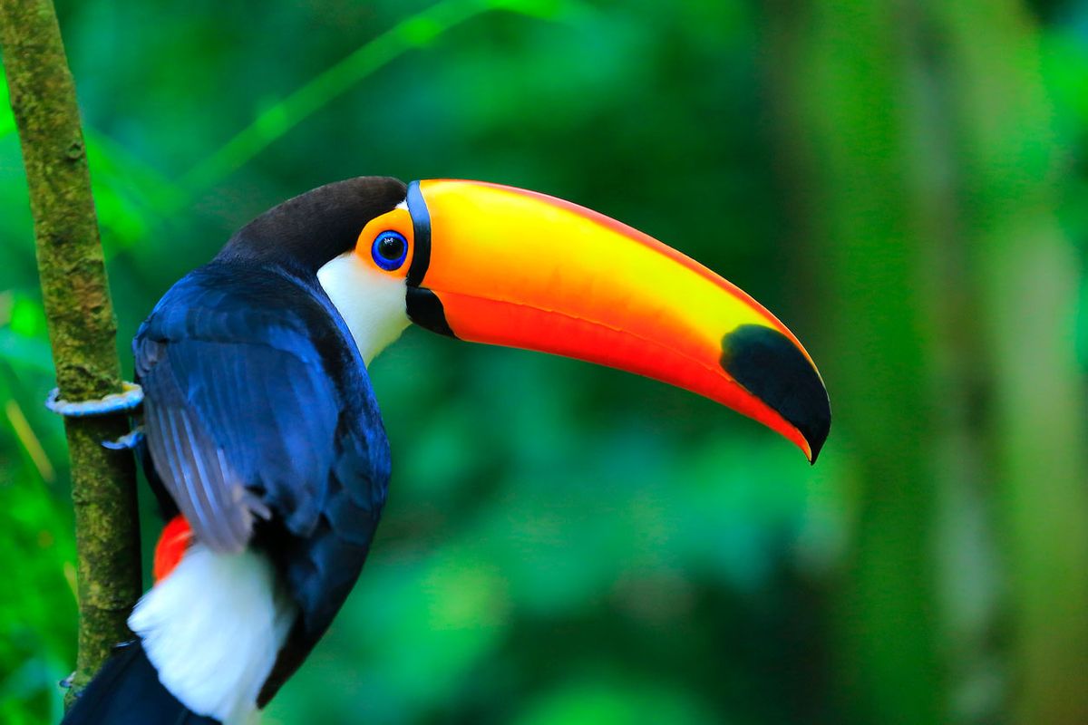 tucan ave exotica
