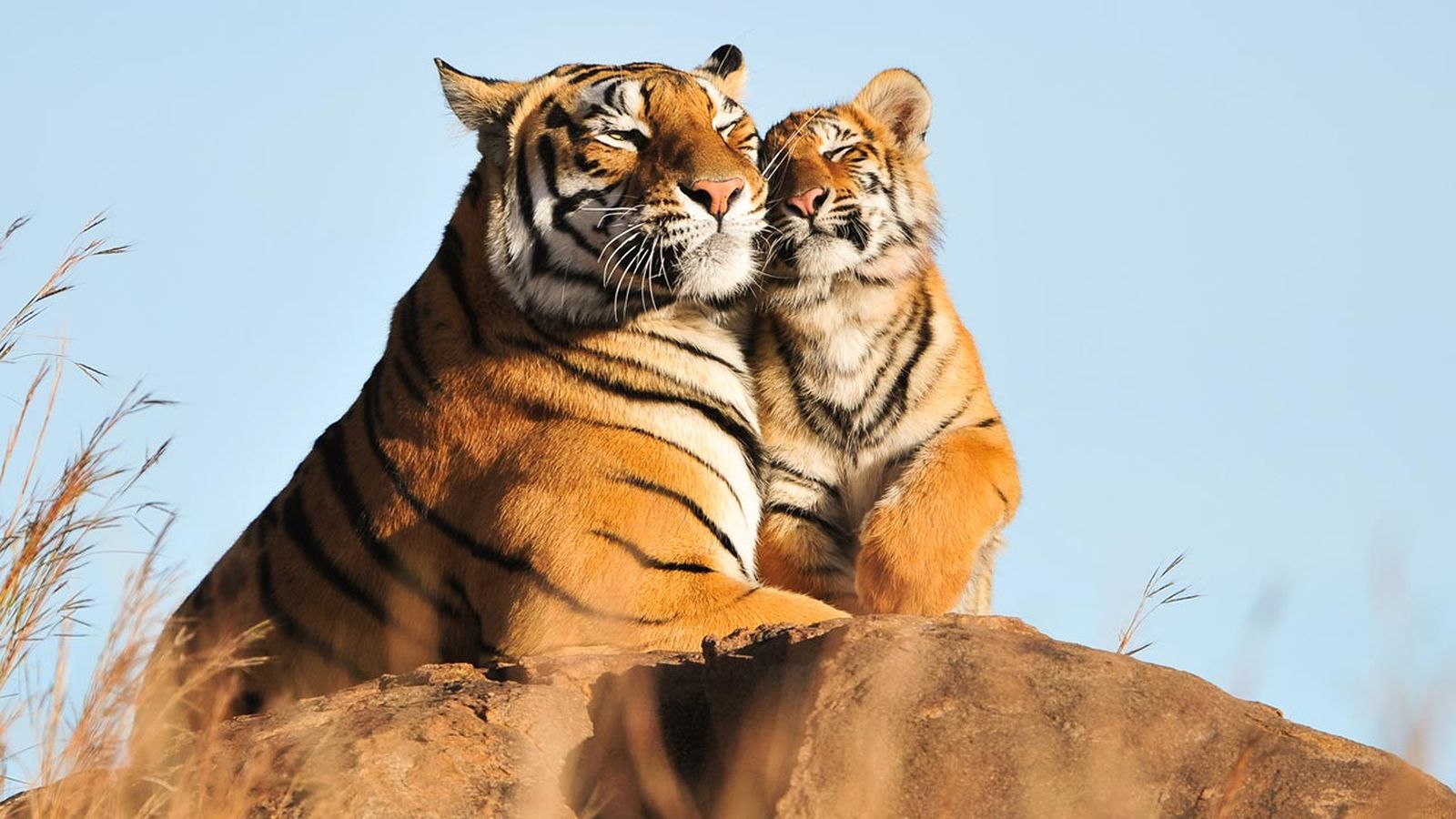 curiosidades tigre portada