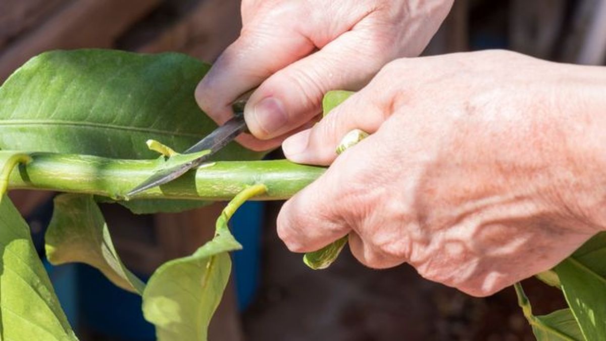 injerto de naranjo