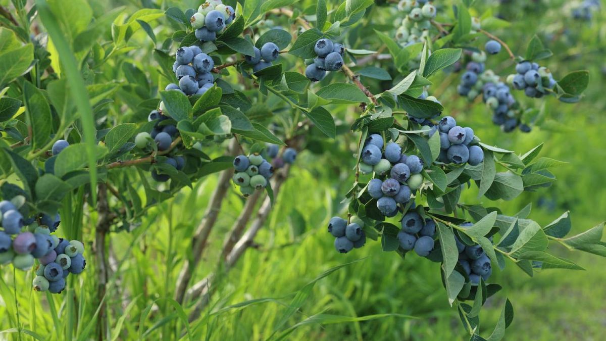 Plantas y árboles que atraen pájaros: Arándanos