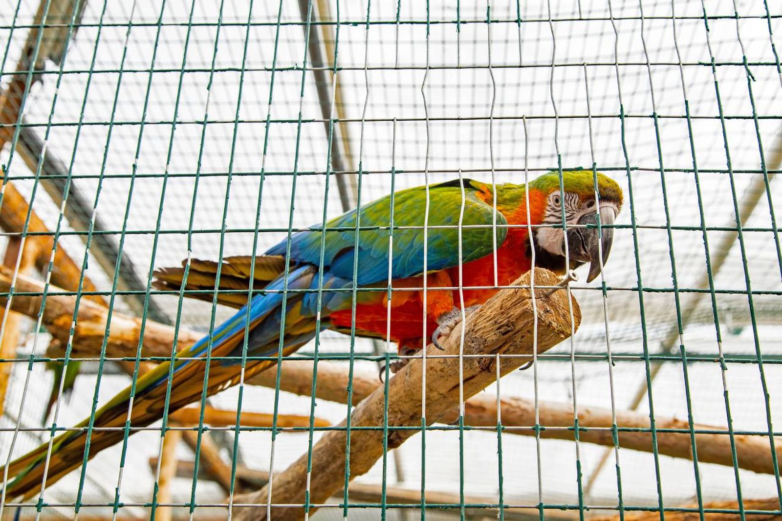 Los aviarios grandes permiten que varias especies de aves puedan vivir y volar dentro de un espacio ideal. Los aviarios grandes permiten que varias especies de aves puedan vivir y volar dentro de un espacio ideal.
