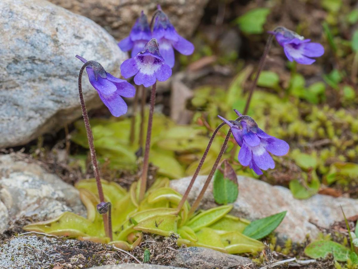 Pinguicula vulgaris.