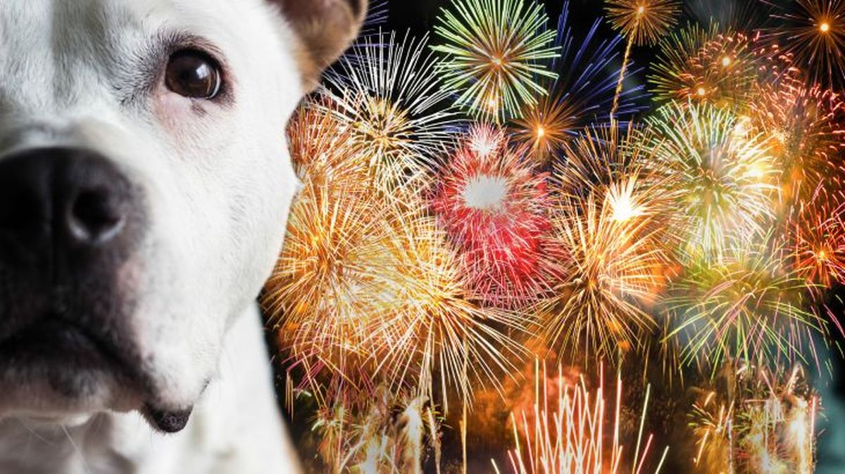 como quitar el miedo a los ruidos a un perro 2