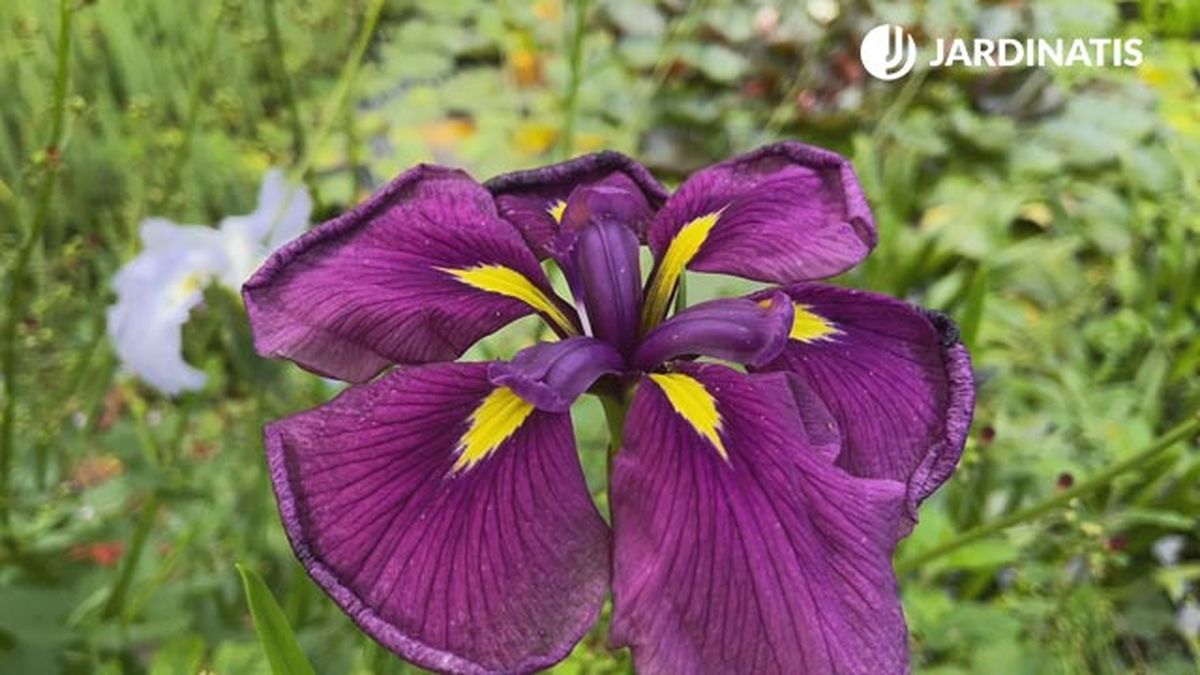 Los pétalos del Iris ensata son especialmente decorativos