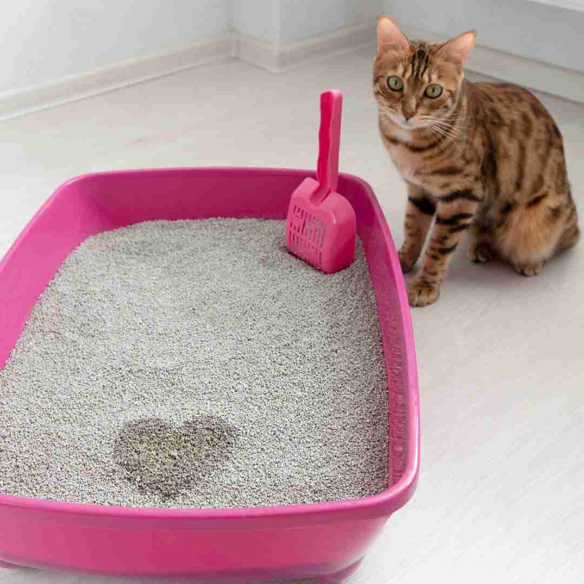 remedios quitar mal olor arenero gato bicarbonato sodio