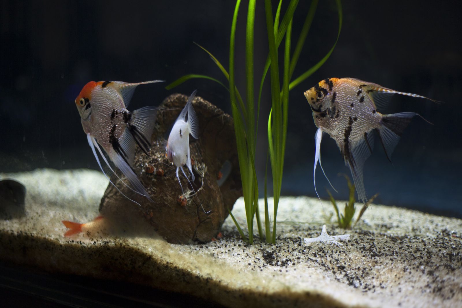 pecera peces