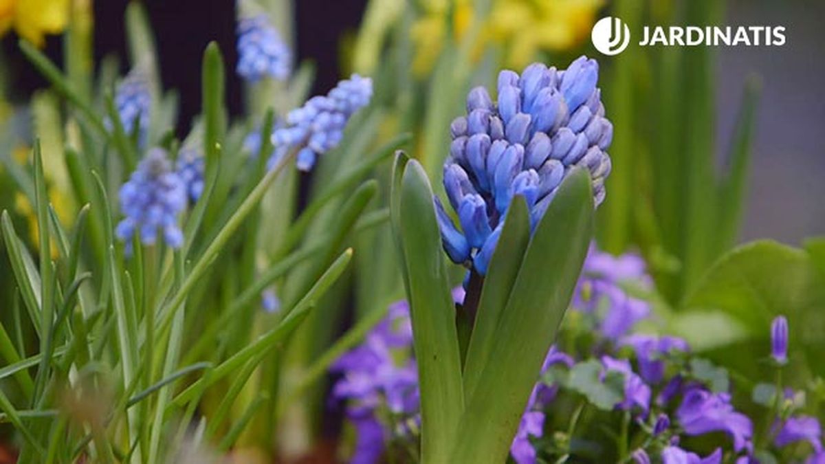 brico 0902 3 composicion bulbosas jacinto