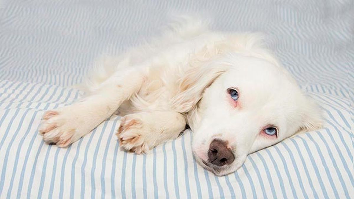 linfoma en nuestras mascotas 1