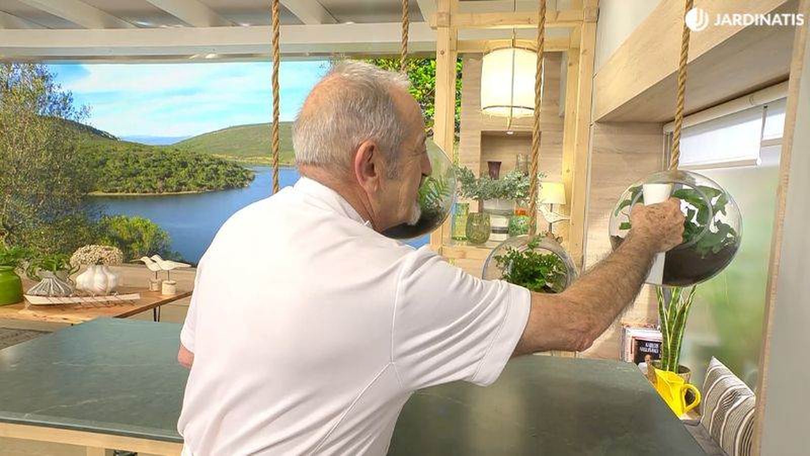 Los helechos demandan una alta humedad ambiental Los helechos demandan una alta humedad ambiental