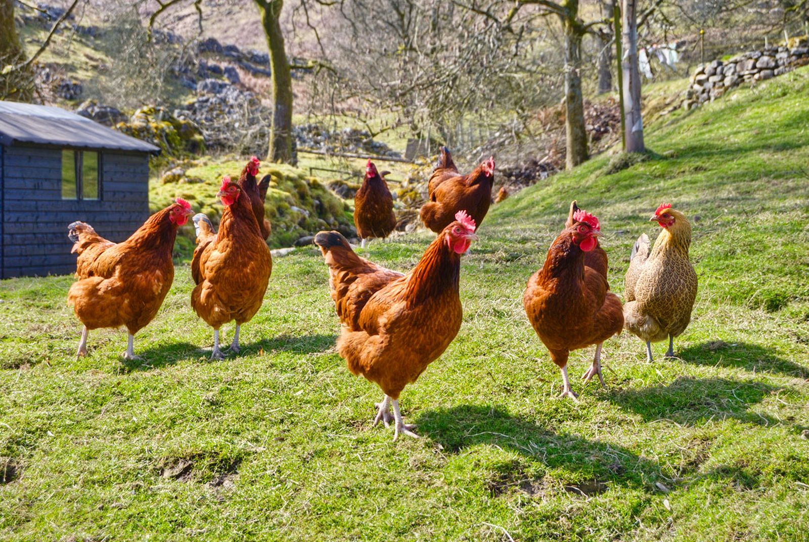 gallinas ponedoras ecologicas xl gallinas ponedoras ecologicas xl