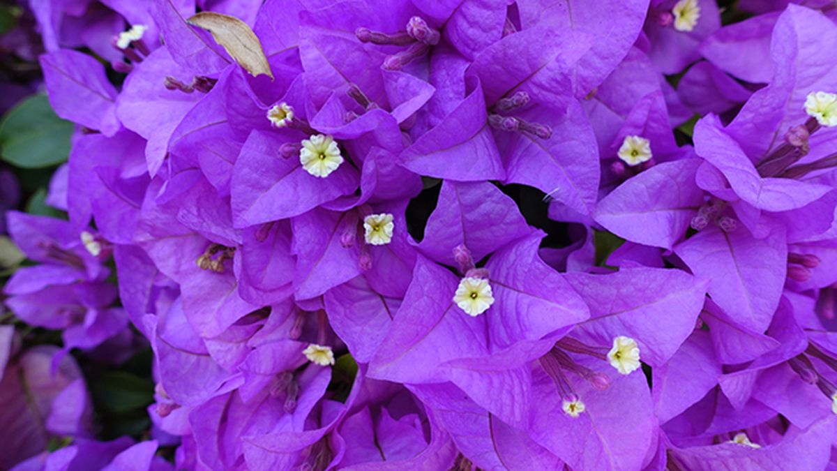 Bougainvillea