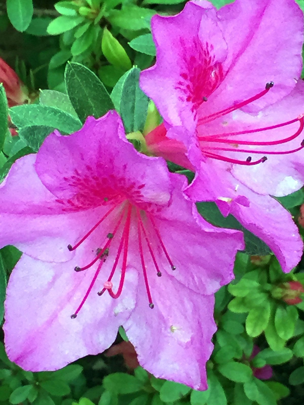 como reproducir azaleas esquejes