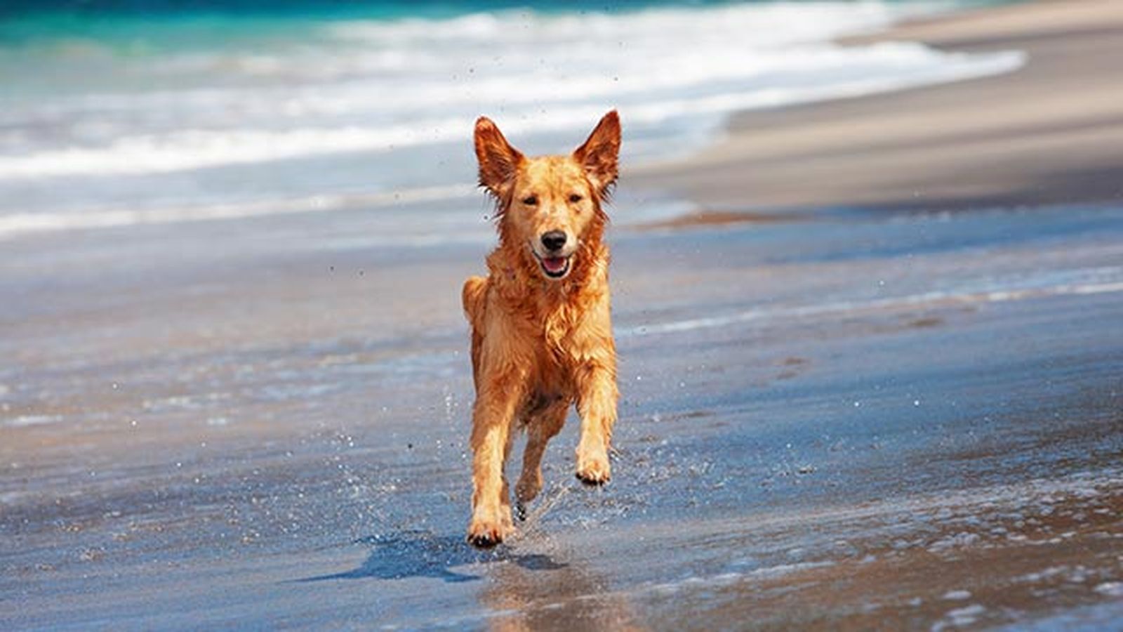 mascotas playas perros espana mascotas playas perros espana