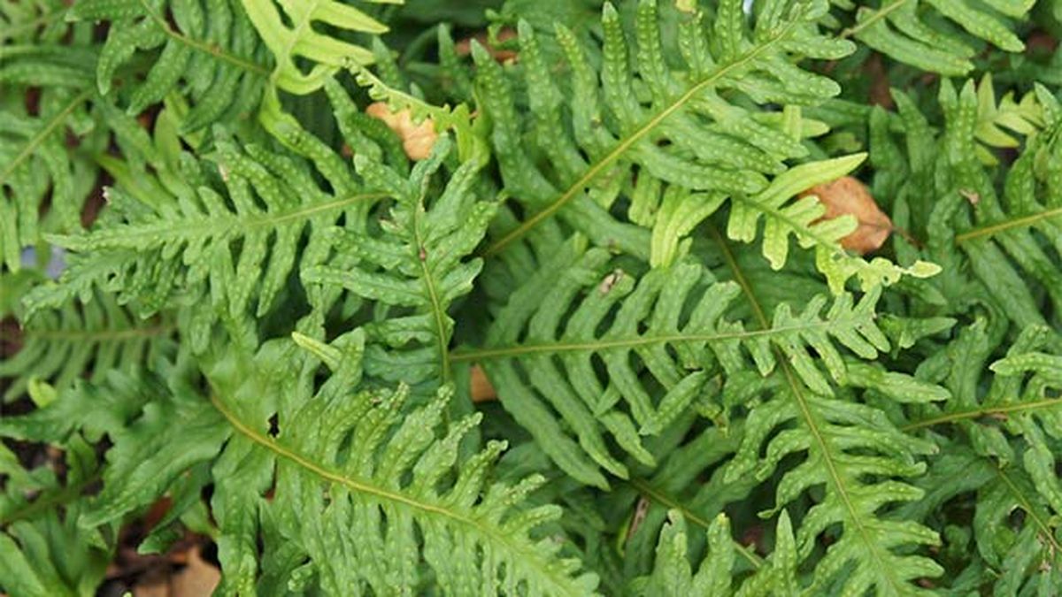 Helecho Polypodium interjectum.