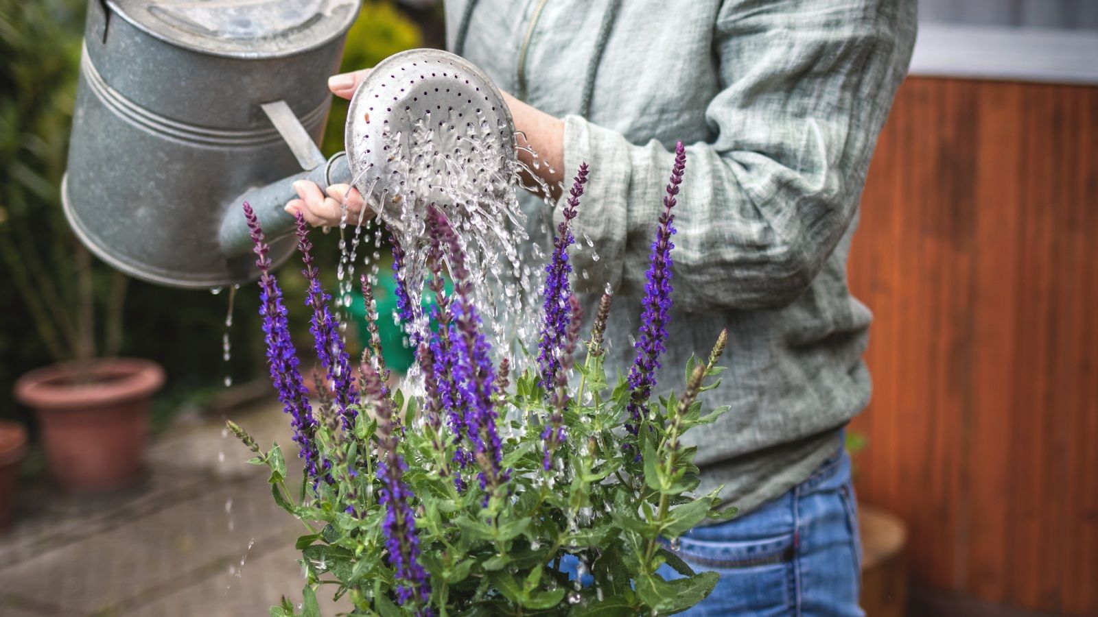 La salvia es una planta ideal para cultivar en maceta