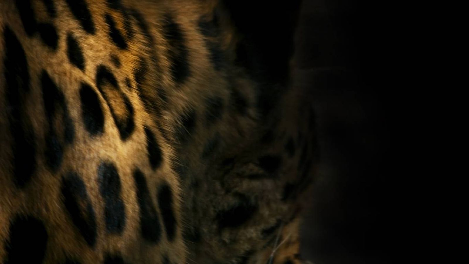 Curiosidades sobre leopardo y guepardo. Curiosidades sobre leopardo y guepardo.