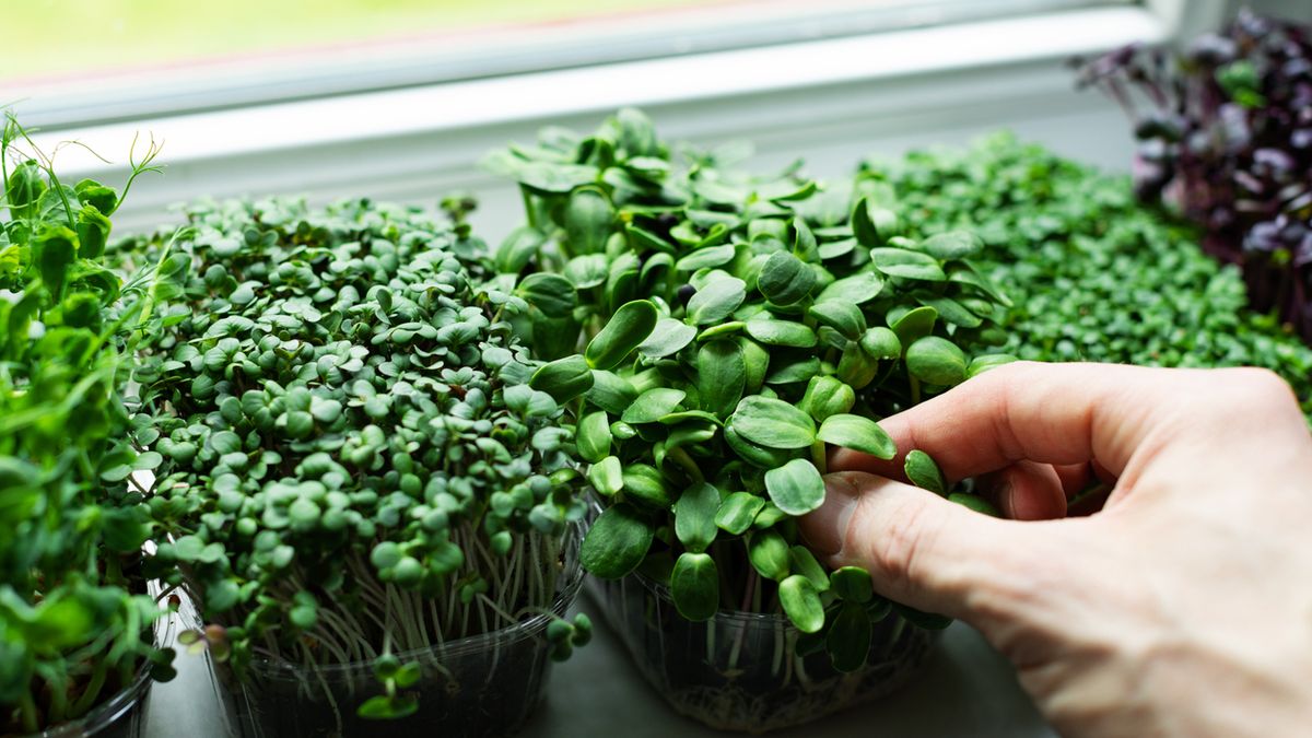 Puedes cultivarlos en pequeños recipientes en tu propia casa