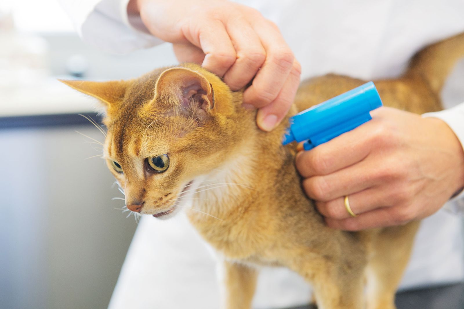 mascotas gatos identificacion microchip mascotas gatos identificacion microchip