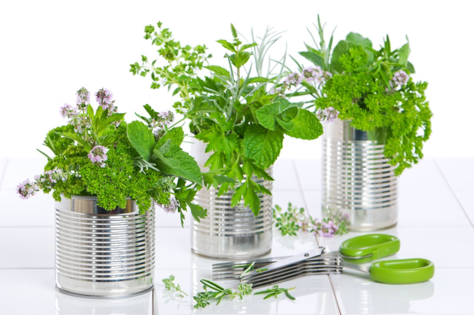 Recolectar plantas medicinales