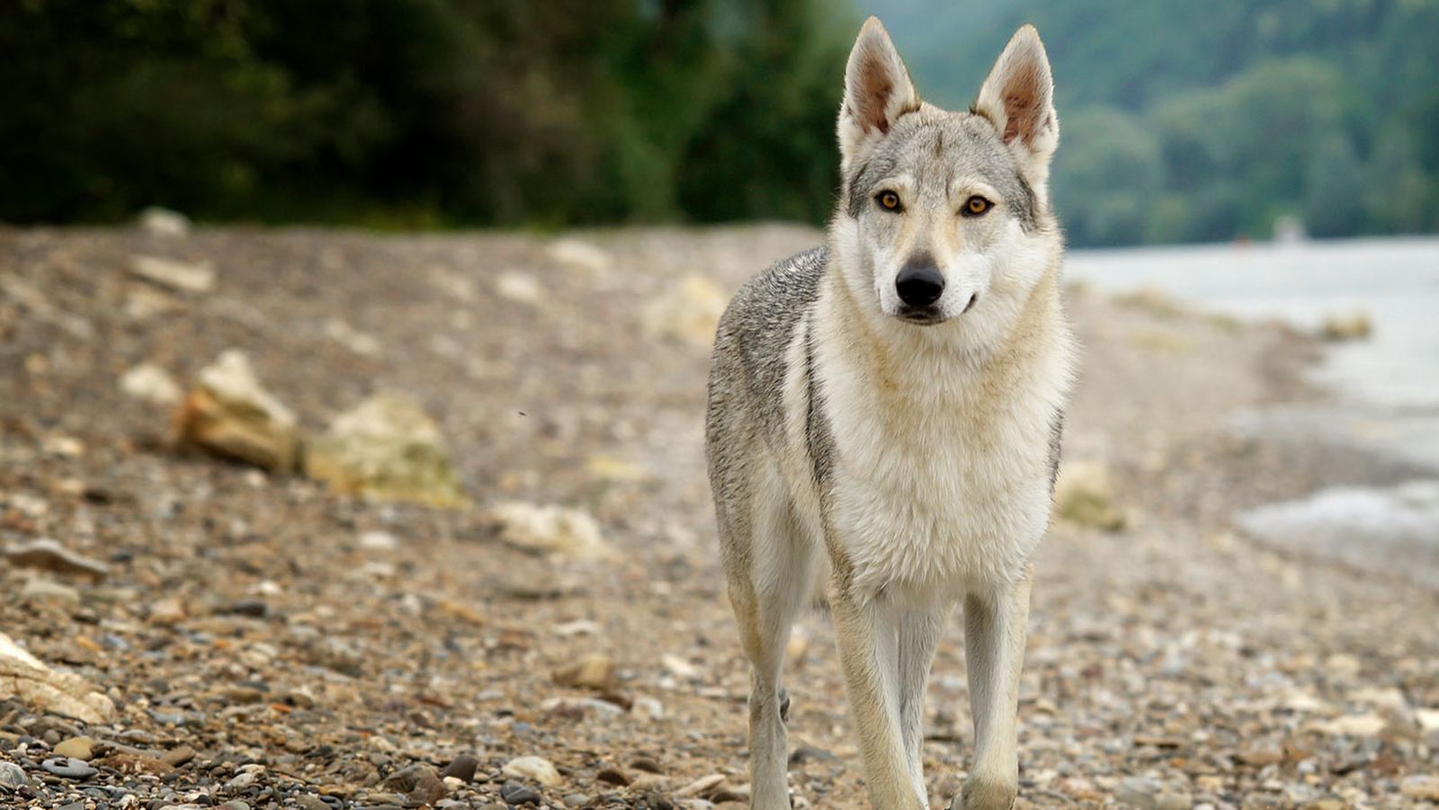 perro lobo perro lobo
