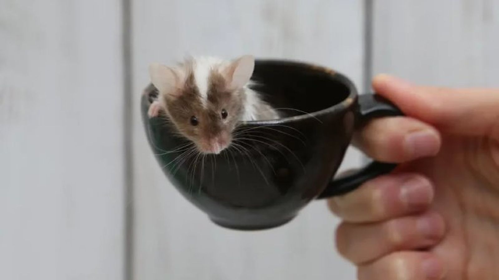 rata como mascota 2 rata como mascota 2
