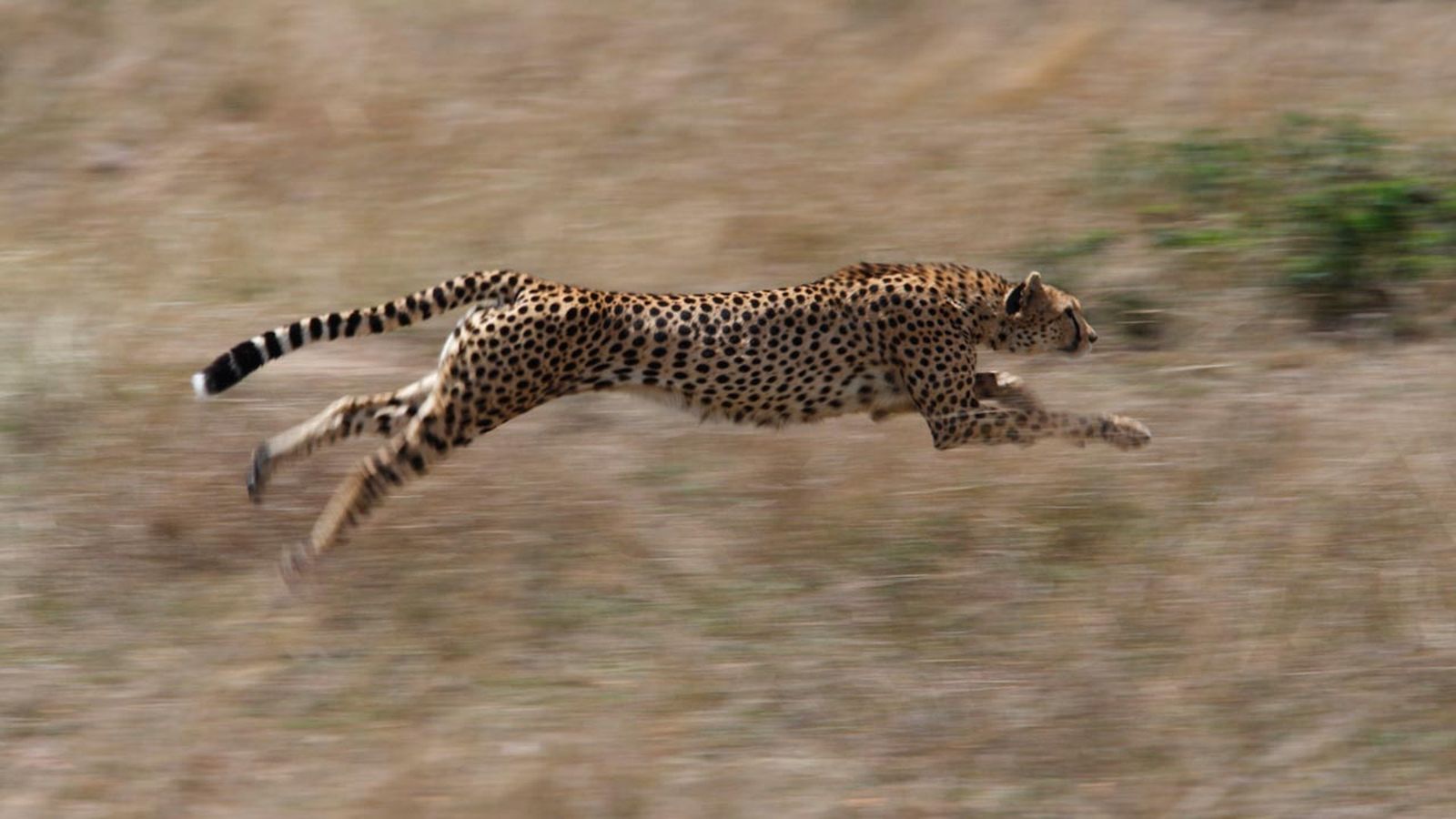 animales mas rapidos