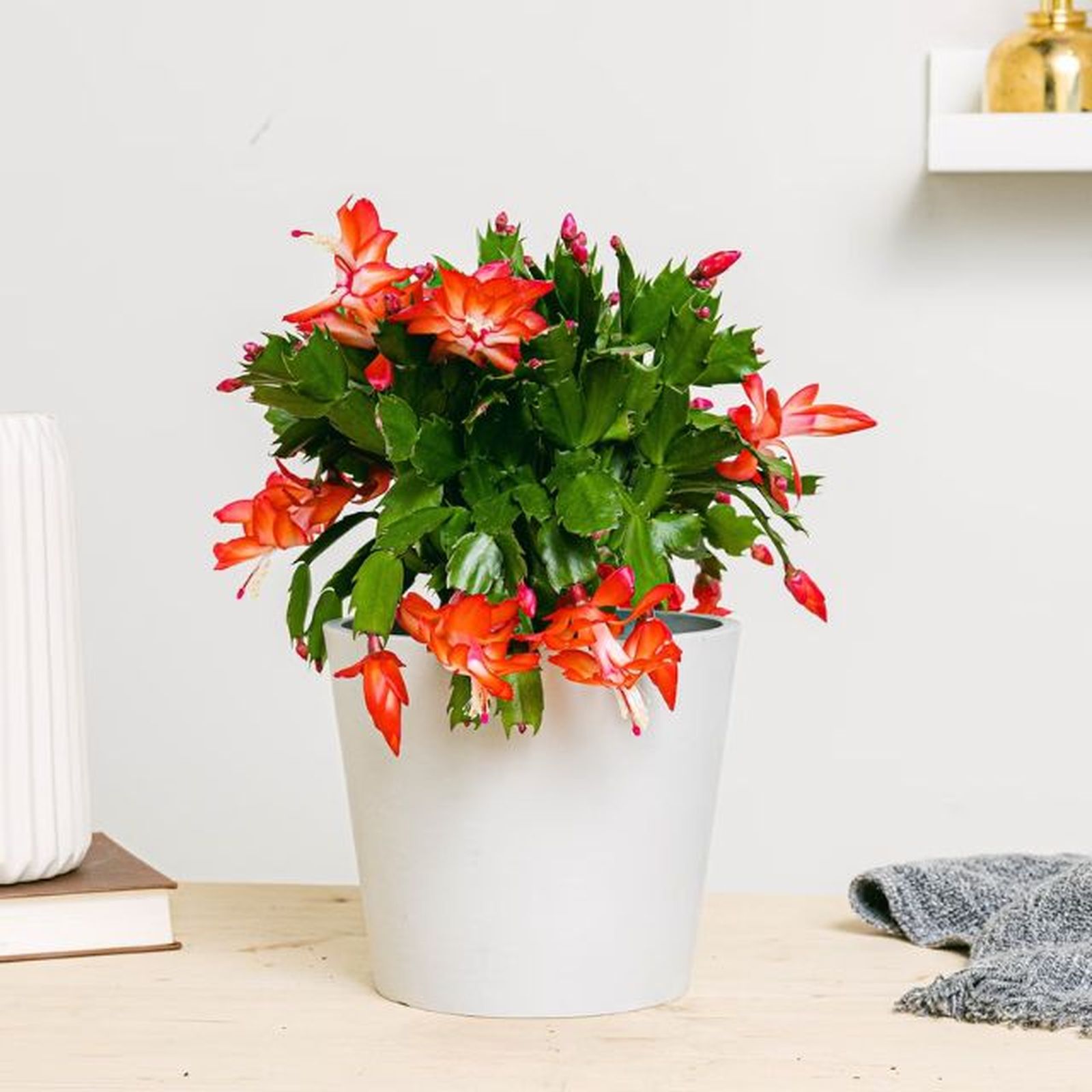 cactus de navidad planta roja regalar en navidad cactus de navidad planta roja regalar en navidad