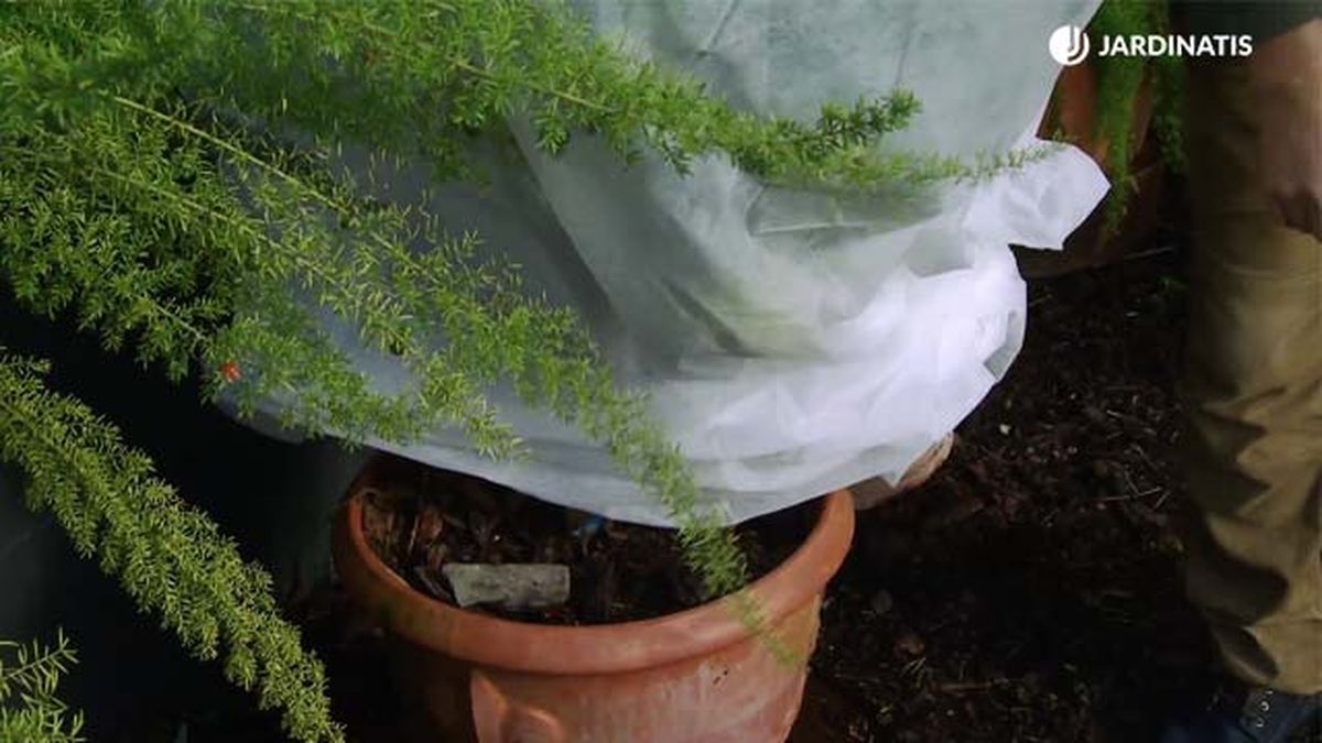 Proteger limonero con mallas antiheladas