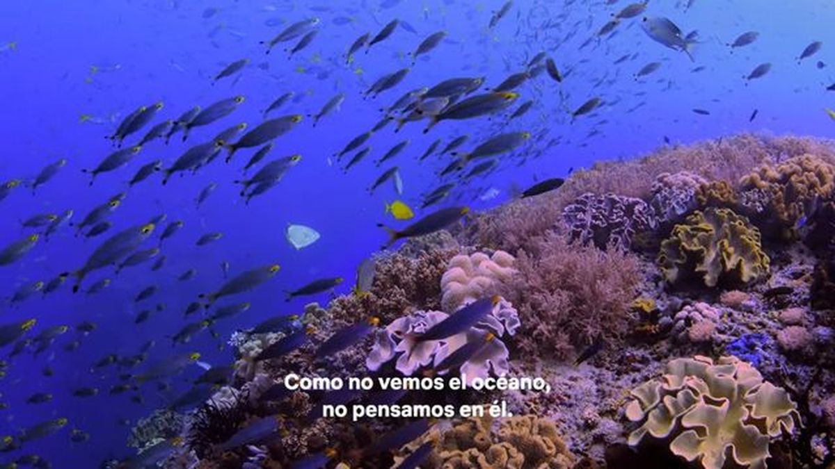 en busca del coral netflix