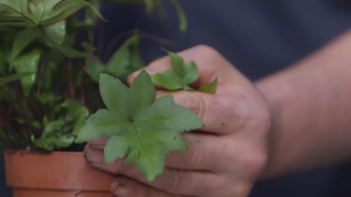 brico 1017 jardin Helecho doryopteris pedata hoja joven