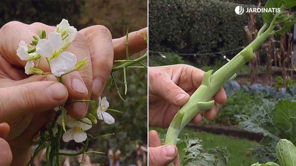 kailaan brassica oleracea jardinatis brico767