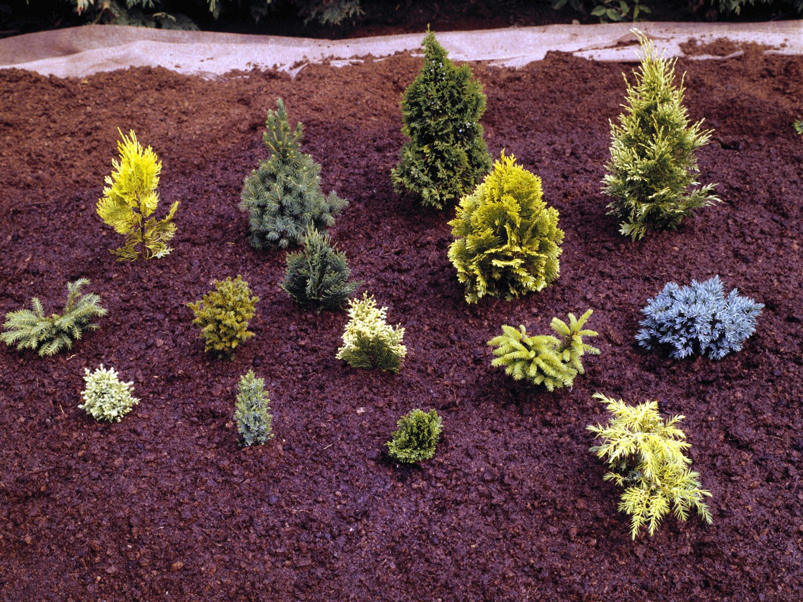 plantacion de coniferas xl