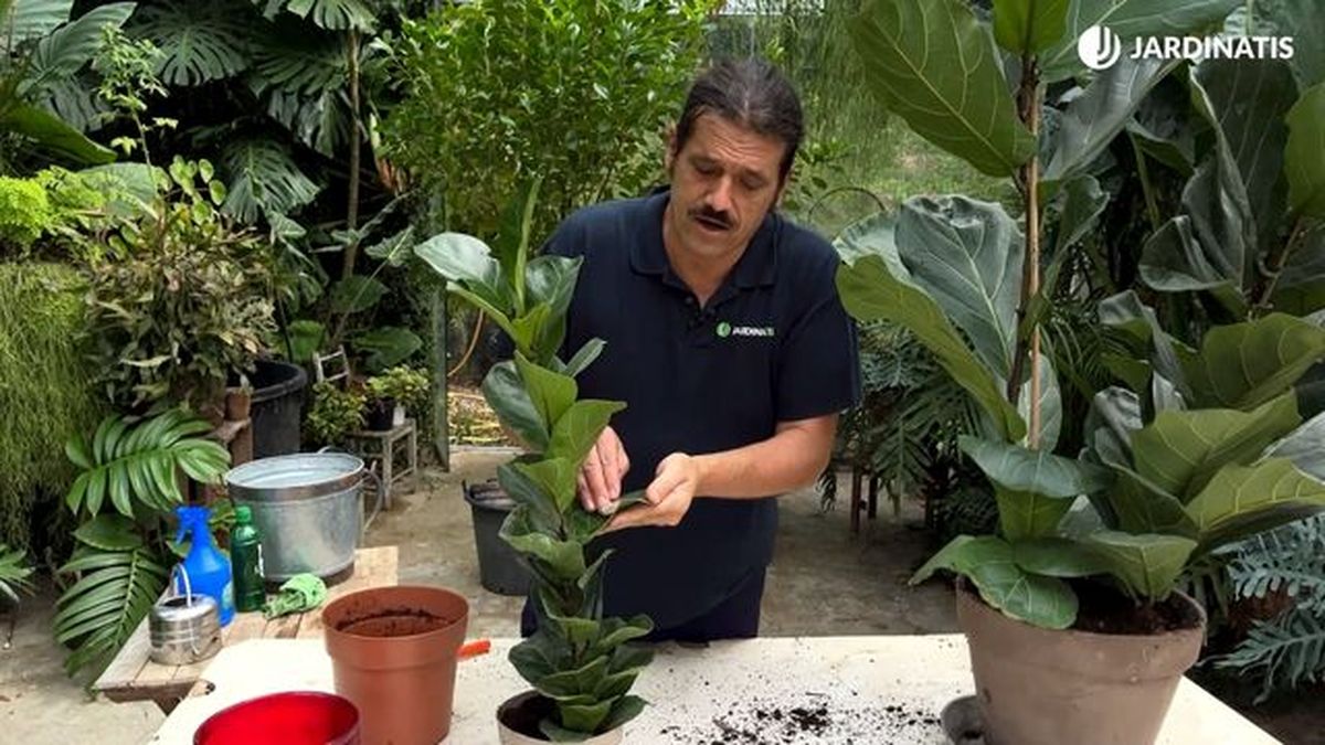 ficus lyrata bambino ficus lyrata diferencias