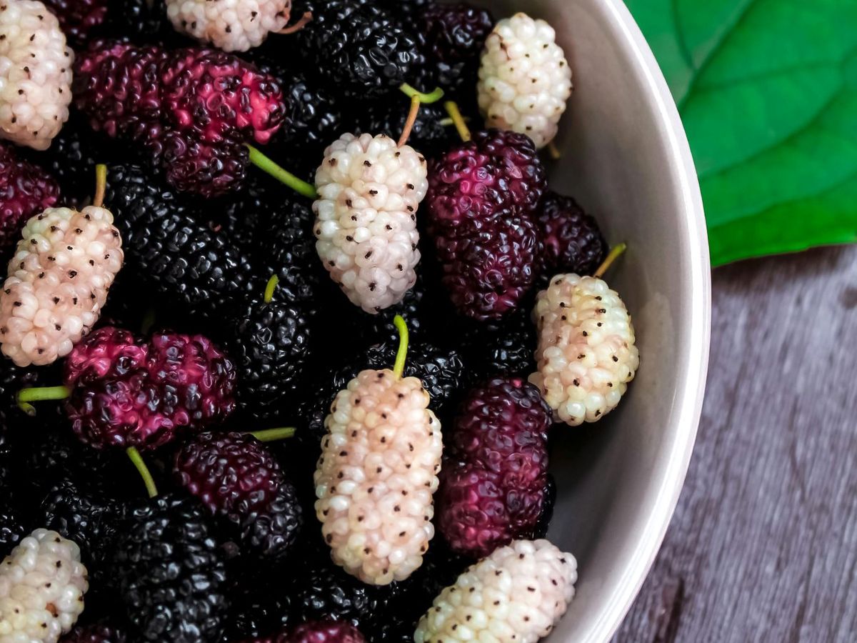 Tipos de moras