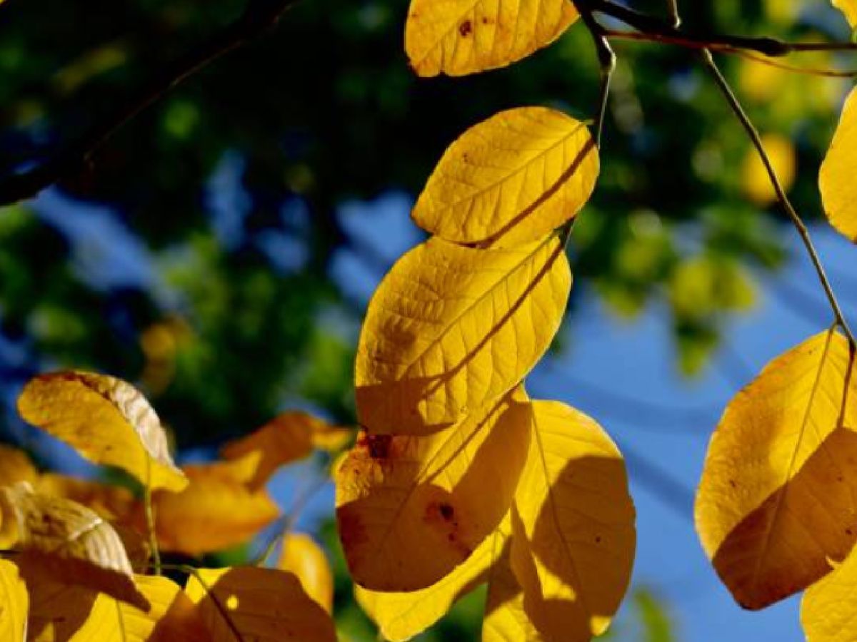 Hojas del árbol palo amarillo americano