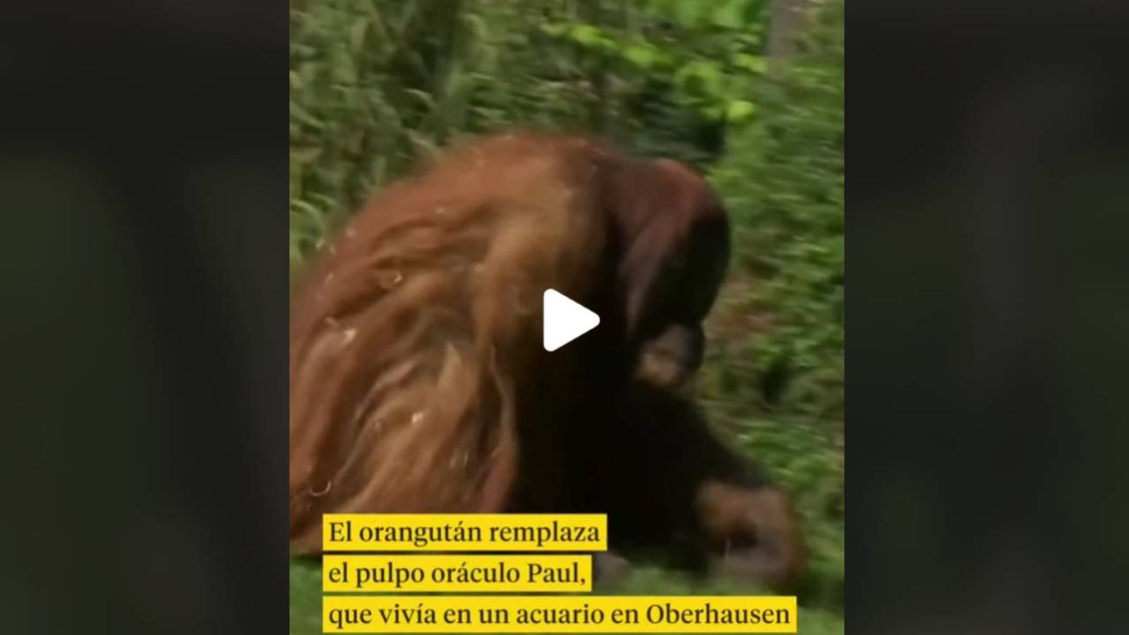 Walter es un orangután que predice victoria de esta selección de fútbol en la Euro2024
