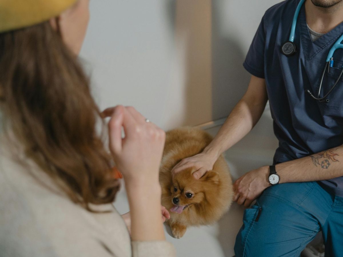 La presencia del dueño puede ayudar a que el miedo se reduzca.