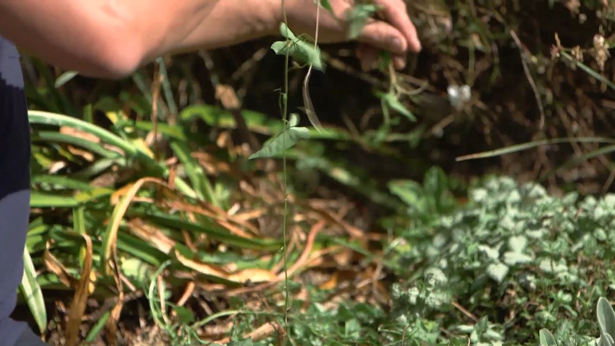 brico 965 briconsejo 3 como eliminar correhuela paso 1