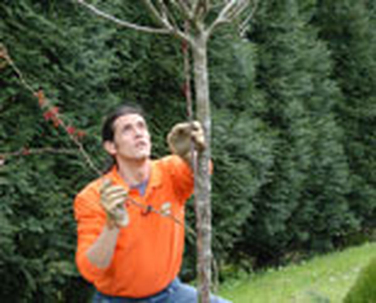 327 plant ros arb p05