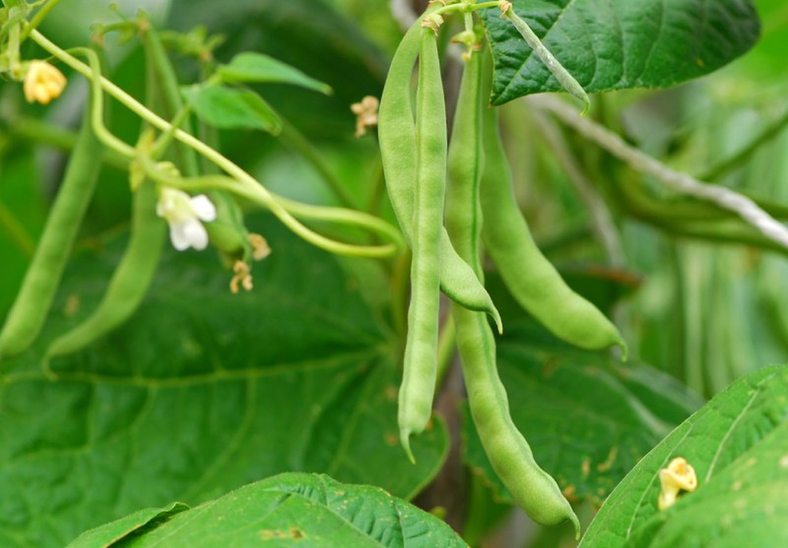 Judías en la planta