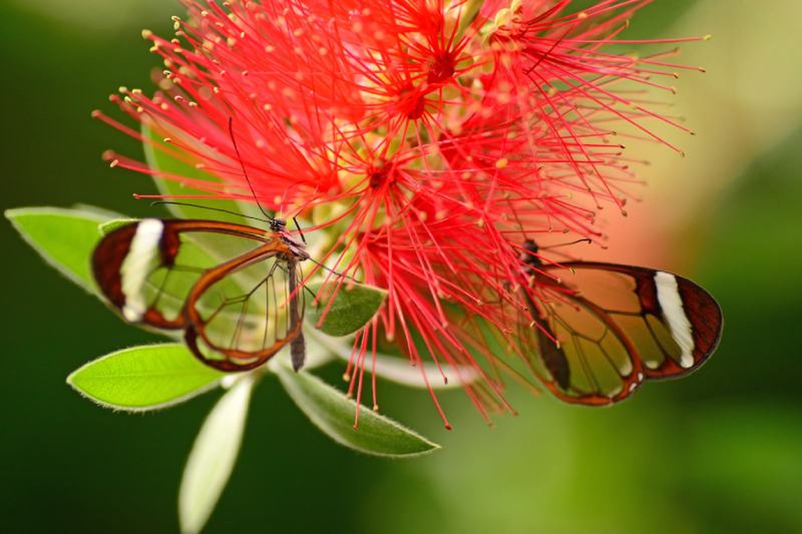 Mariposa Greta Otto en planta limpiatubos