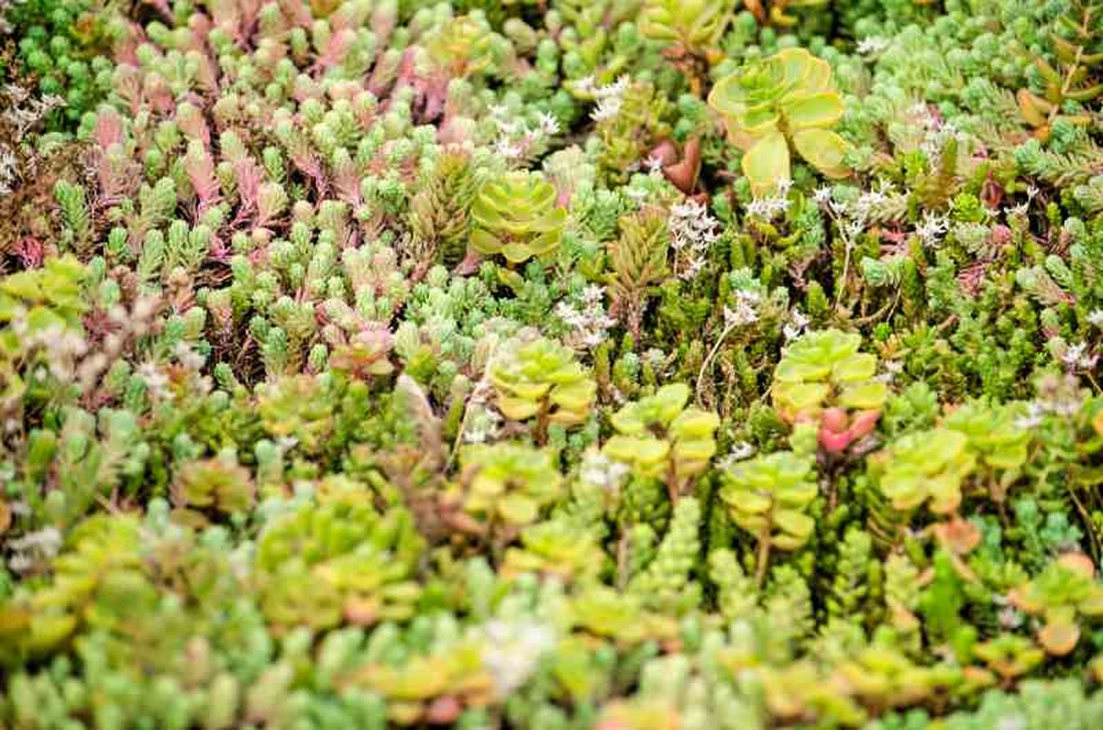 Sedum Sedum