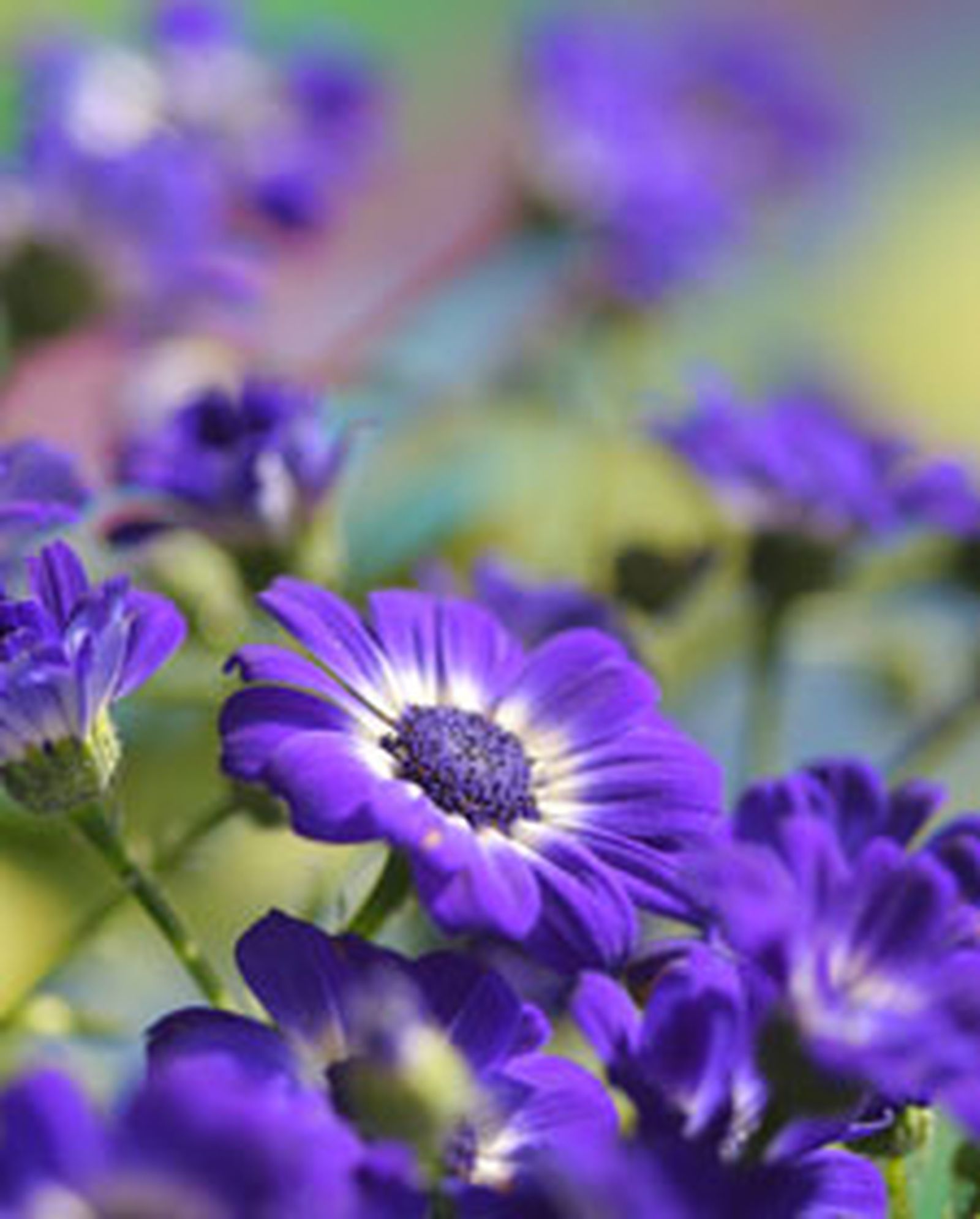cineraria l cineraria l