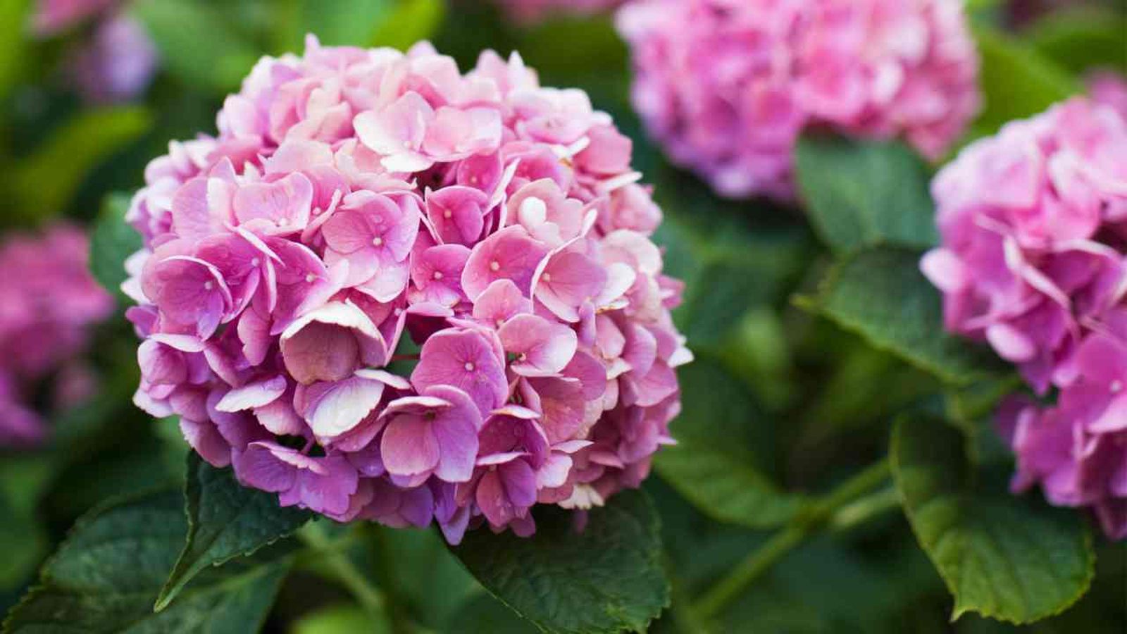 hortensia1